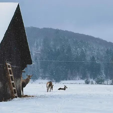 Glamping Spiritul Zimbrului 3*
